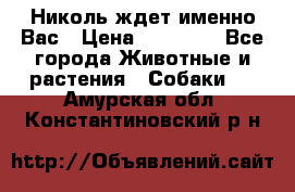 Николь ждет именно Вас › Цена ­ 25 000 - Все города Животные и растения » Собаки   . Амурская обл.,Константиновский р-н